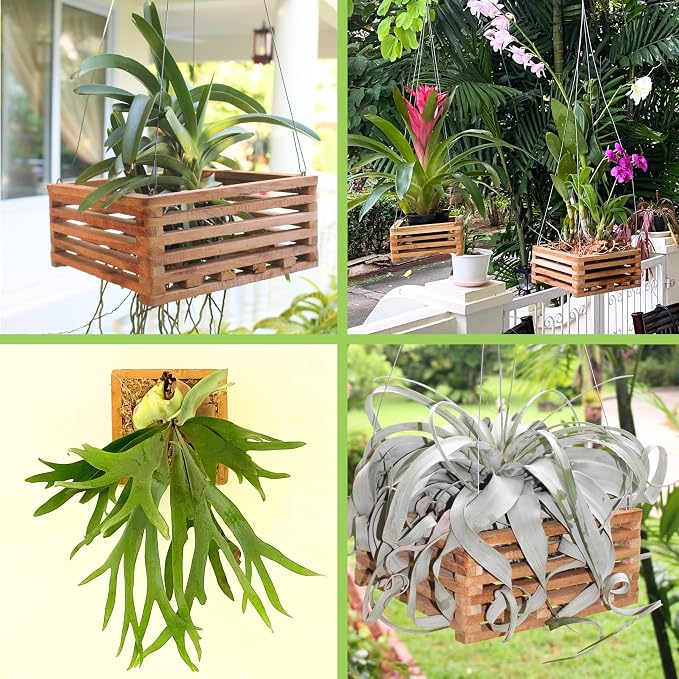 Set of 3 Strong Wooden Orchid Baskets with Hangers, Vanda Baskets for Outside