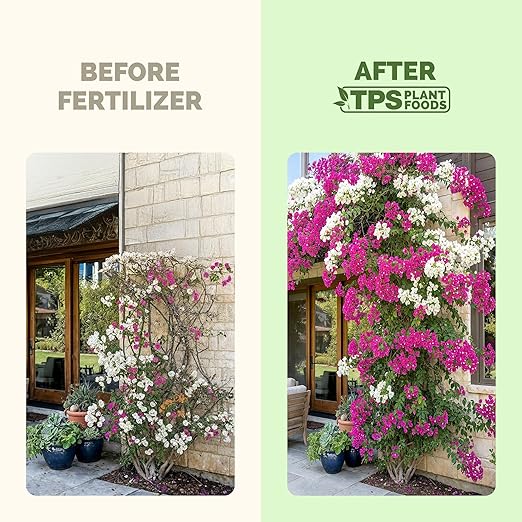 Bougainvillea Fertilizer – Liquid Plant Food for More Blooms, Brighter Color & Fuller Growth, 8 oz