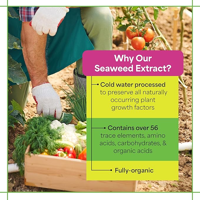 Grow More Liquified Seaweed Extract Fertilizer for Plants - 16oz of Liquefied Natural Liquid Kelp Fertilizer - 11% Organic Kelp Plant Food for Transplant Protection & Root Development