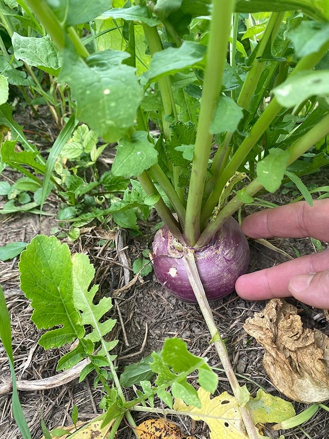 Hale Habitat & Seed Purple Top Turnip Food Plot Seed (50 lb Bulk)