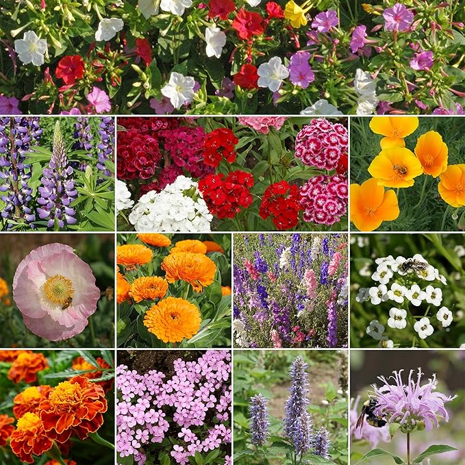 Ferry-Morse Wildflower Seed Mix & Vitamin Solution - Deer Resistant, Non-GMO - 1 lb, 4 oz - GMO Free