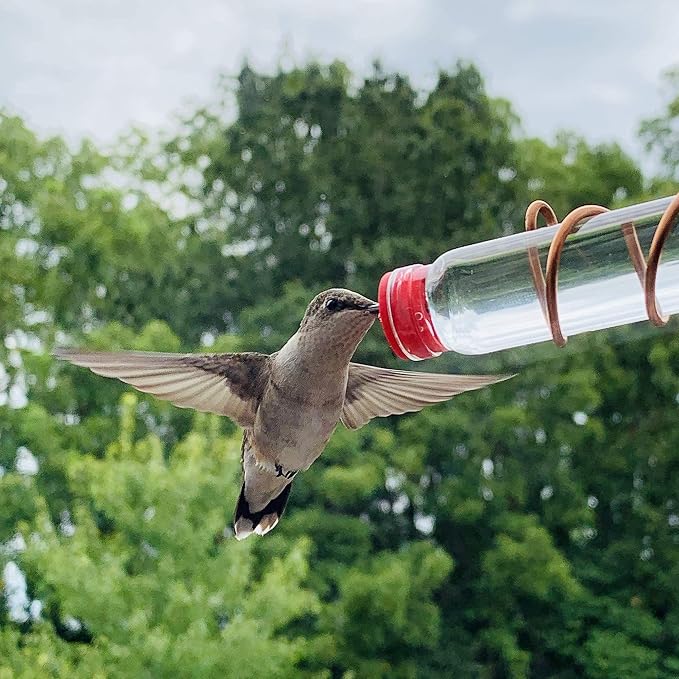 Window Hummingbird Feeder | Handcrafted Copper and Aluminum | Multiple Stations | Modern Hummingbird Feeder | Glass Bottles | Suction Cups (Copper, Four Station)