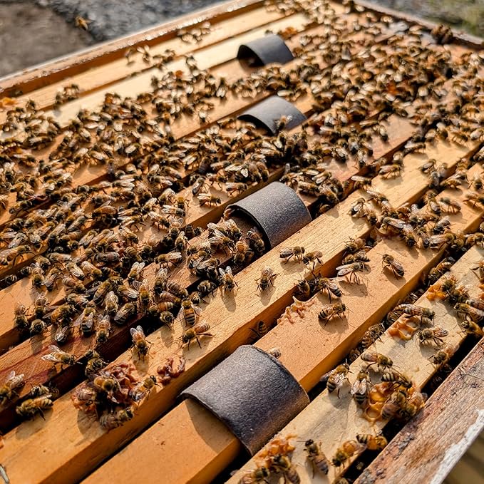 Varroxsan Oxalic Acid Strips - Varroa Mite Treatment for Beehives - Slow-Release Strips for Easy Mite Management - 60 Strips