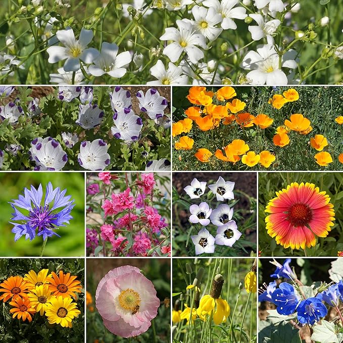 Ferry Morse Wildflower Seeds - Southwest Mix, Low Maintenance, GMO Free - 1 lb