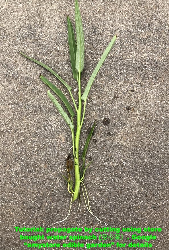 Bundle: Oriental Yard Long Bean Seeds + Thai Bird Chili Pepper Seeds for Planting