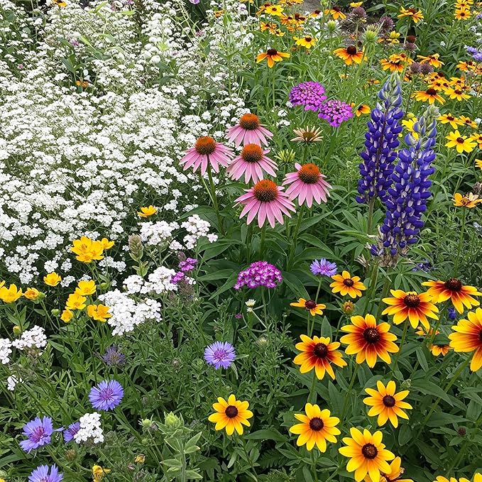 Ferry-Morse Wildflower Seeds - Non-GMO, Full Sun, Outdoor, Texas Native Flowers - 1 lb