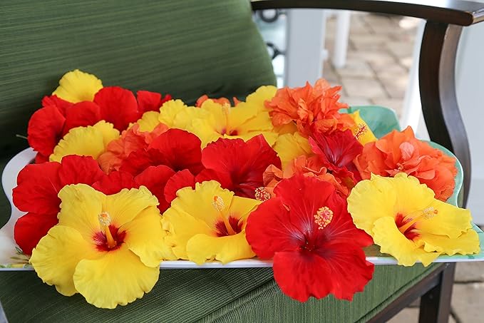 Costa Farms Premium Hibiscus Tropical Outdoor Flowering Plants 3QT Grower Pot 16-Inches Tall, Orange Flowers (Pack of 2)