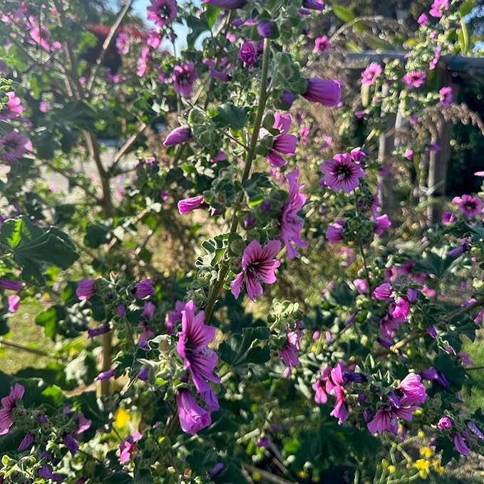 Plant Good Seed Common/Swedish Mallow Seed - Pack of 100 Heirloom Seeds for Planting Flowers - Gardening Supplies, Wildflower, Hollyhock, Herb Garden - Non-GMO, Open Pollinated, from USA