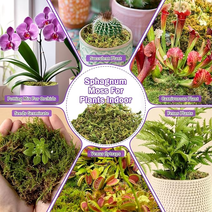Riare 3.3LBS Premium Sphagnum Moss for Plants- 60QT Natural Dried Plant Moss for Potted Plants, Orchid Moss for Repotting, Soft Green Decorative Moss for Succulents, Reptiles & DIY Crafts