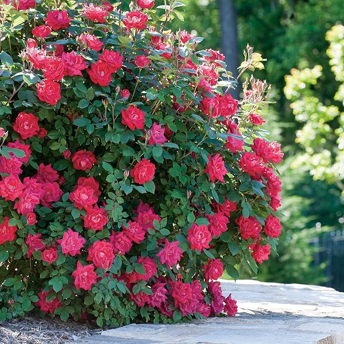 Root 98 Warehouse Knockout Double Red Rose, 1g