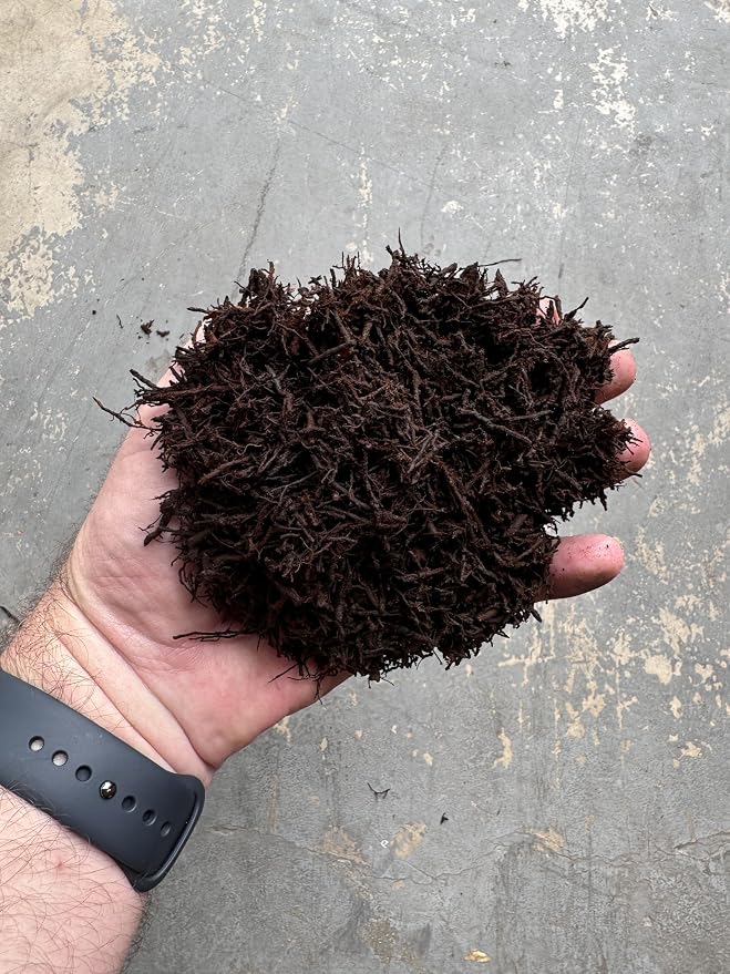 Premium Gritty New Zealand Tree Fern Fiber Growing Medium and Reptile Substrate- Natural, Organic, Long Lasting | for Orchids and Tropicals | Use in Terrariums and Vivariums (1 Gallon)