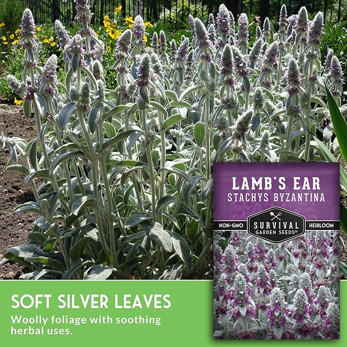 Lamb's Ear Seeds for Planting - 1 Packet with Instructions to Plant & Grow Lambs Ear Plant, Shade & Drought Tolerant Wooly Betony in Your Home Garden - Non-GMO Heirloom Variety - Survival Garden Seeds