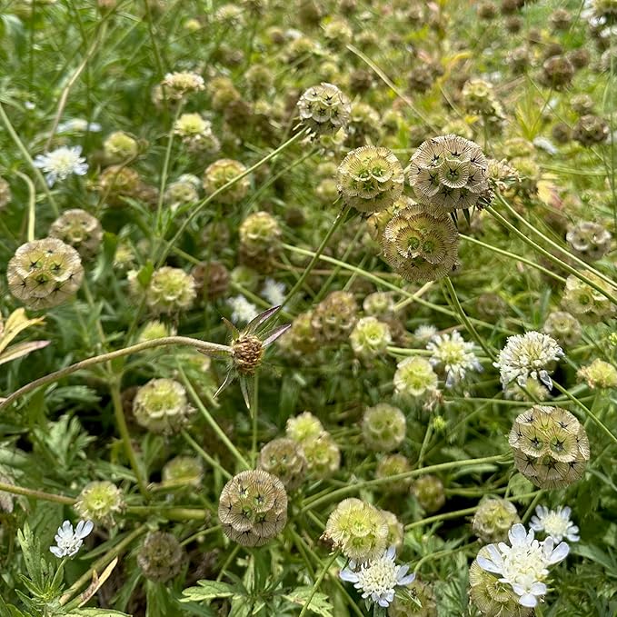 Plant Good Seed White Starflower Scabiosa Flower Seeds for Planting: Dried Bouquets, Brown Geometric Pods - 30 Seed Packet