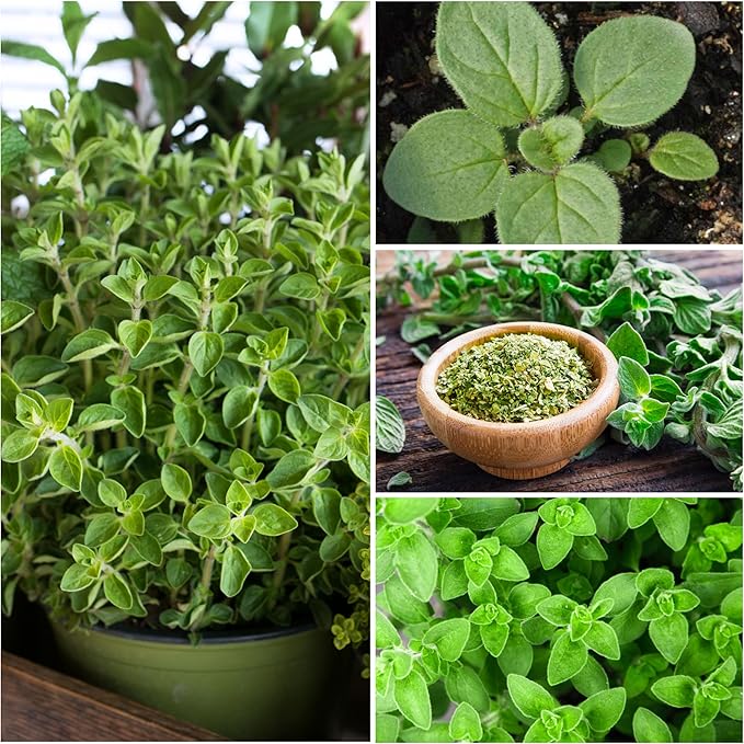 Seed Needs Thyme & Oregano Seeds for Planting Fresh Kitchen Herbs - Non-GMO Heirloom & Untreated Perennial Herb Seed to Plant a Culinary Garden Indoors or Outdoors (2 Pack Duo)