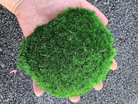 Preserved Pole Moss Pillow Bun Cushion Natural Green Decorative Real Natural DIY Kit Gardenning Art Wall Decor Florist Easter Table Decor Wedding(1.5 sq.ft, Green-C)