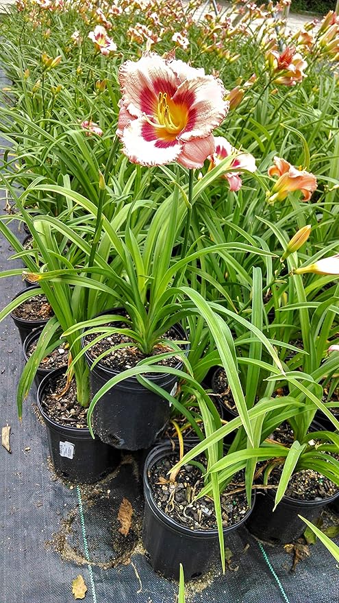 Hemerocallis 'Strawberry Candy' (Daylily) Perennial, pink flowers with raspberry center, 1 - Size Container