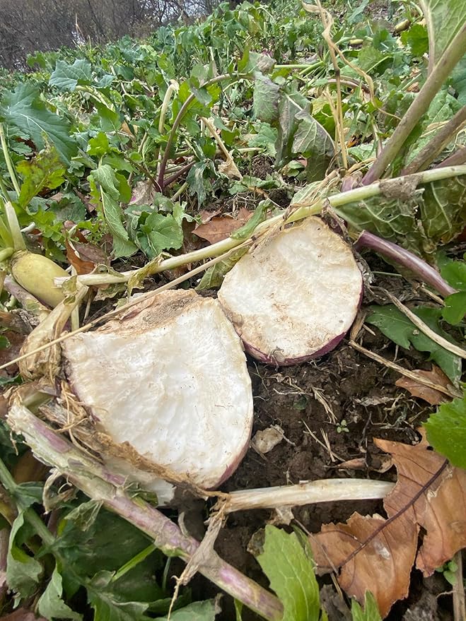 Hale Habitat & Seed Purple Top Turnip Food Plot Seed (50 lb Bulk)
