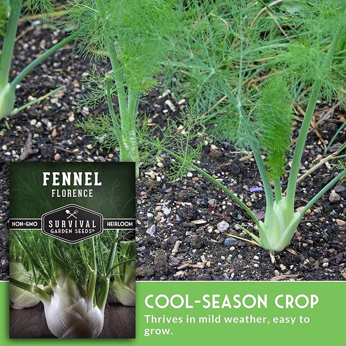 Fennel Seed for Planting - 1 Packet with Instructions to Grow Cool-Weather Florence Fennel (Finnochio) in Your Home Vegetable Garden - Non-GMO Heirloom Variety - Survival Garden Seeds