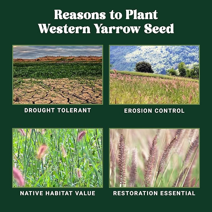 Nature’s Seed Purple Needlegrass, Native Perennial Wildflower Flower Seeds for Planting, Drought Tolerant, 0.25 lbs