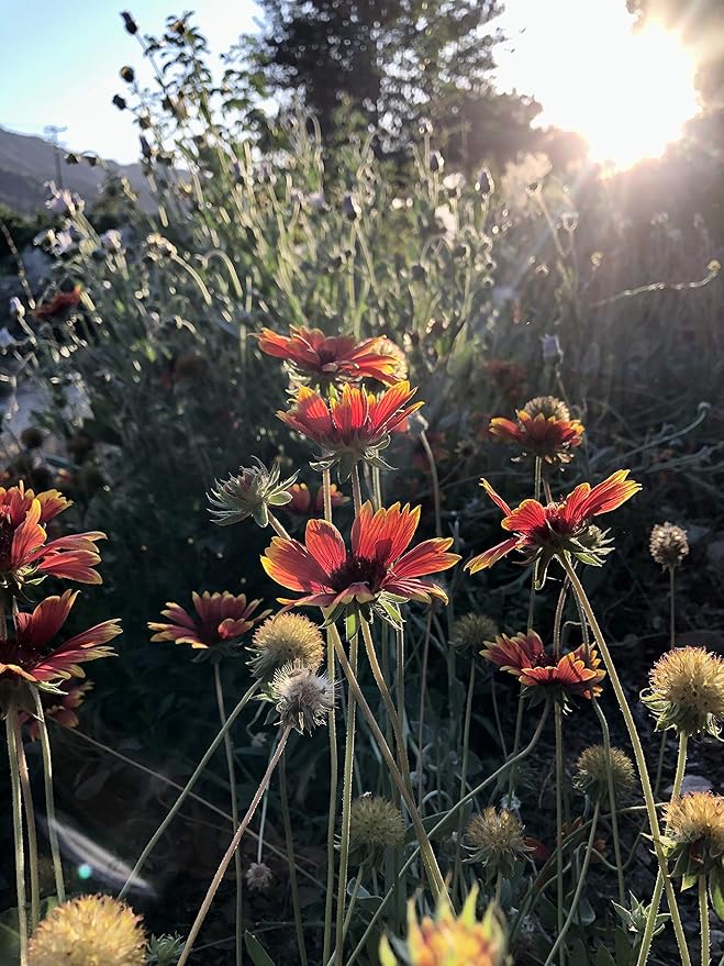 Plant Good Seed Organic Gaillardia aristata Seeds - Pack of 75, Heirloom Seeds for Planting Flower - Gardening Supplies, Wildflower, Herb Garden, Flower Seeds to Plant Outside - Non-GMO, from USA