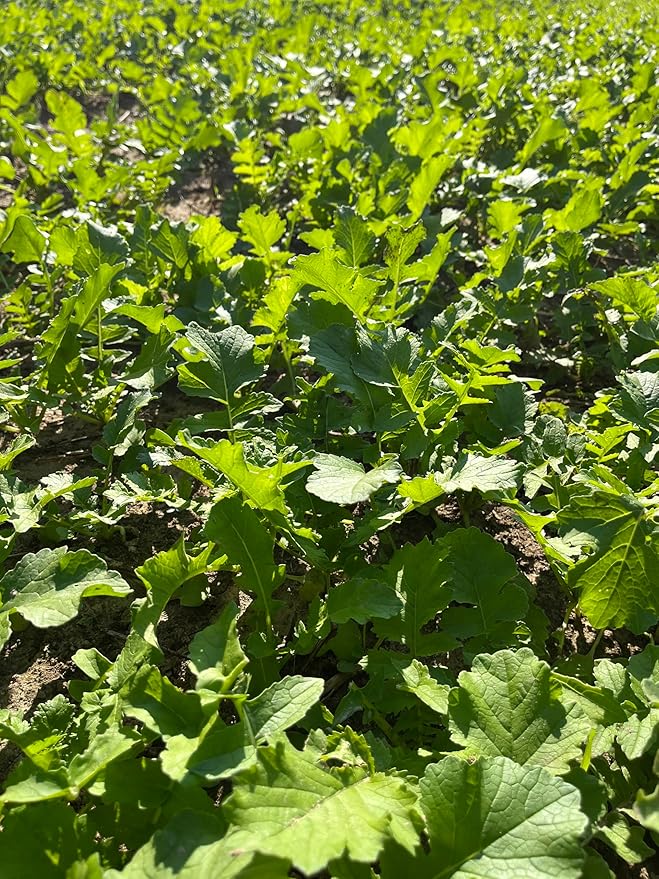 Hale Habitat & Seed Daikon Radish Food Plot Seed (50 lb Bulk)