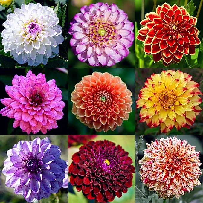 Carpet 400+ Mixed Dahlia Seeds for Planting, Colorful Perennial Heirloom Dahlia pinnata, Long Blooming Cut Flowers for Garden Beds, Borders and Containers