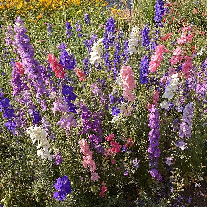 Ferry-Morse Flower Seeds - Cottage Garden Mix, Non-GMO, Outdoor, Full Sun - 1 lb
