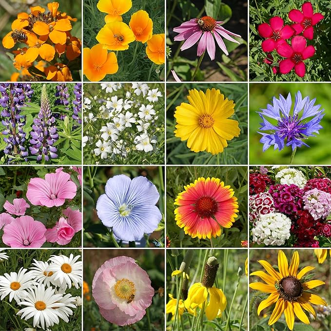 Ferry-Morse Wildflower Seeds Mix - Non-GMO, Full Sun, Outdoor, Cut Flower Mix - 1 lb