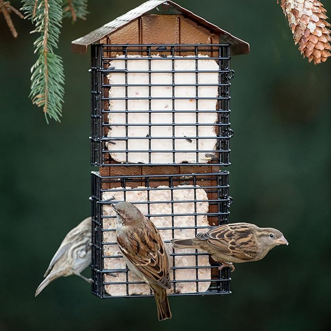 More Birds 4 Cake Suet Buffet Bird Feeder with Metal Roof, 4 Suet Cake Capacity