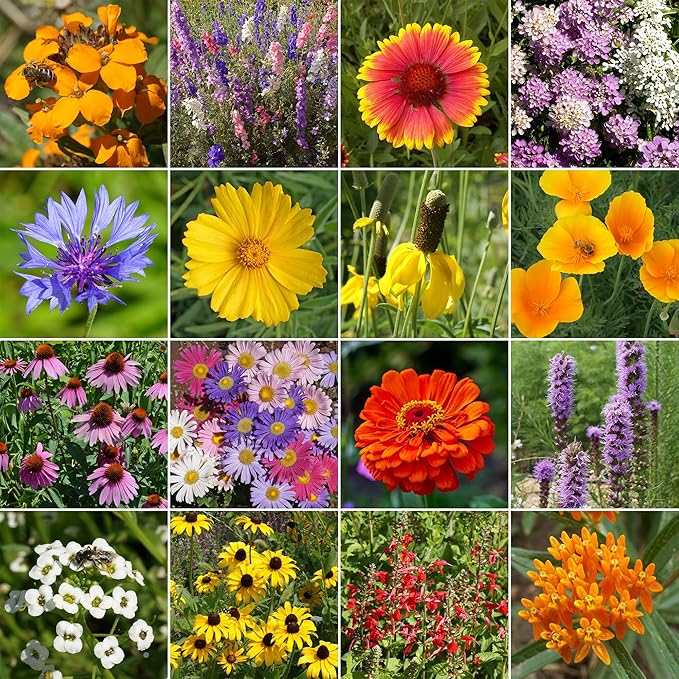 Ferry-Morse Wildflower Seeds - Pollinator & Butterfly Mix, Non-GMO, Native Pollinator Mix - 1 lb