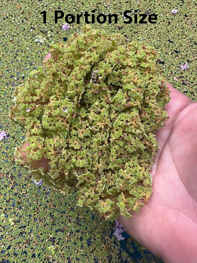Azolla caroliniana Live Floating Pond Plant Huge Portion Mosquito Fern Water Velvet Fairy Moss Aquarium Outdoor Ponds Fast Growth Outcompetes Algae Fish Food filiculoides Live Aquarium Floating Plant