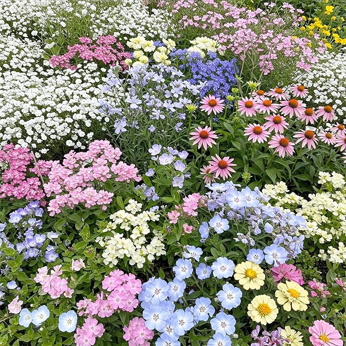 Ferry-Morse Flower Seeds - Pastel Color Mix, Non-GMO, Cottage Flowers - 1 lb