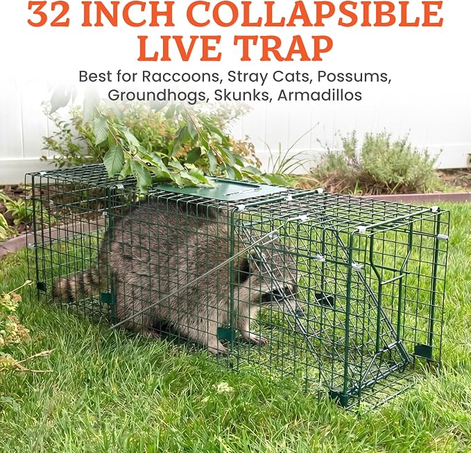 HOMESTEAD 32 Inch Heavy Duty Collapsible Live Animal Trap - Humane Catch and Release Trap for Squirrels, Stray Cats, Raccoons, Rabbits, Foldable Steel Trap, Space-Saving (32 Inch)