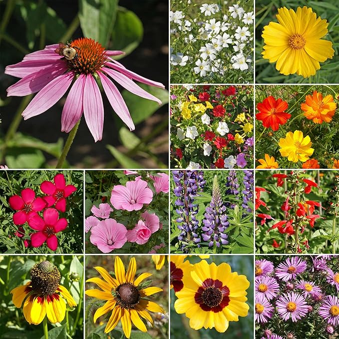 Ferry Morse Wildflower Seeds - Southeast Mix, Non-GMO, Full Sun - 1 lb