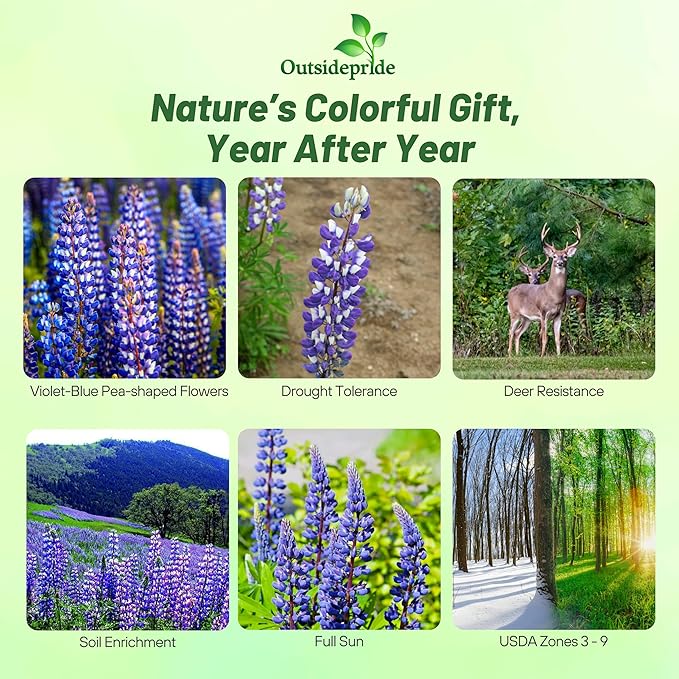 Outsidepride Wild Blue Perennial Lupine Seeds - 1 Lb. Self-Sowing, Cold Hardy & Frost Tolerant Wildflower Seeds for Fall Planting, Ideal for Attracting Pollinators & Hummingbirds
