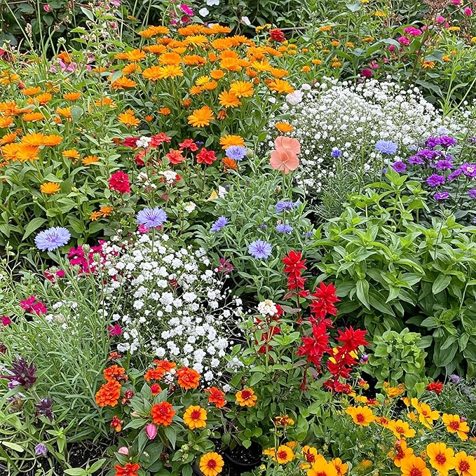 Ferry-Morse Wildflower Seeds - Hot, Dry Annual, Non-GMO, Cut Flower Mix, Full Sun - 1 lb