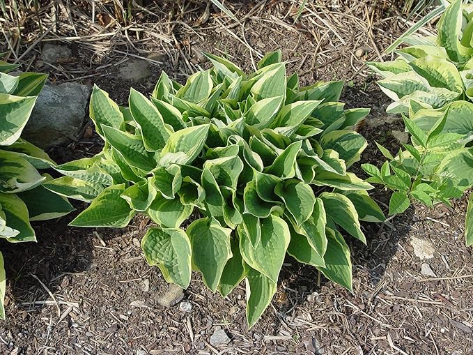 Hosta 'Frances Williams' (Hosta) Perennial, blue-green foliage with gold edge, 1 - Size Container