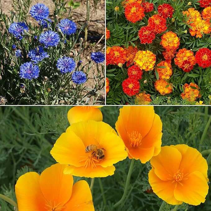 Ferry-Morse Flower Seeds - Low-Growing Wildflower Mix, Non-GMO, Full Sun - 1 lb