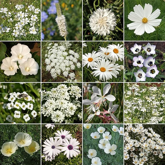 Ferry Morse Flower Seeds - White Wild Flower Mix, Non-GMO, Outdoor, Full Sun - 1 lb