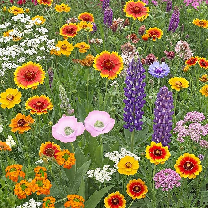 Ferry-Morse Wildflower Seeds - Colorado Western Mix, Non-GMO, Outdoor, Full Sun - 1 lb