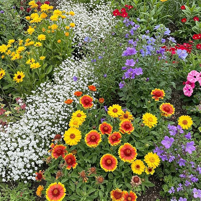 Ferry-Morse Wildflower Seeds - Rocky Mountain Mix, Non-GMO, Cut Flower Mix - 1 lb