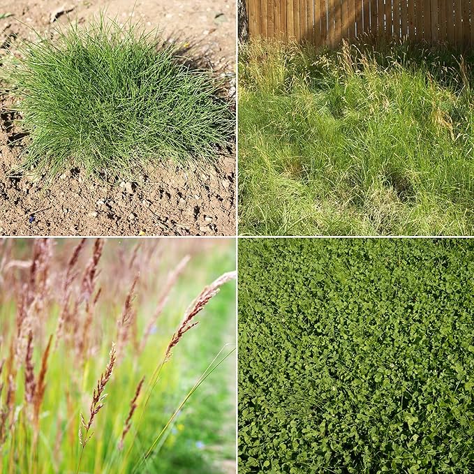 Ferry-Morse EcoEase Microclover and Fescue Grass Seed Mix, Low Maintenance Ground Cover Grass Seed Mix, Clover Seeds- 2 Pack, 2 lb