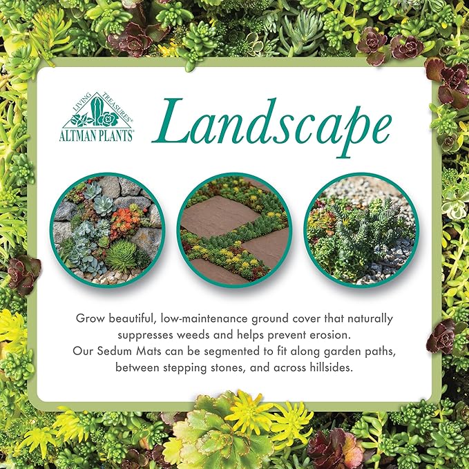 Non-Toxic 10 in. x 20 in. Sedum Groundcover Mat, Live Succulents, Pet Friendly Plants for Cats & Dogs, Drought Resilient, Hardy Stonecrop for Landscaping, Easy Care