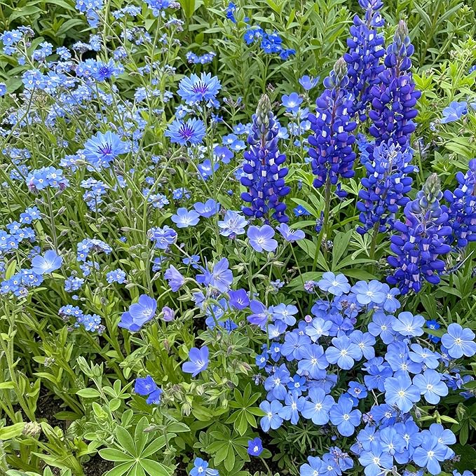 Ferry-Morse Wildflower Seeds - Blue Mix, Non-GMO, Outdoor, Partial Sun, Wild Flowers - 1 lb - Other