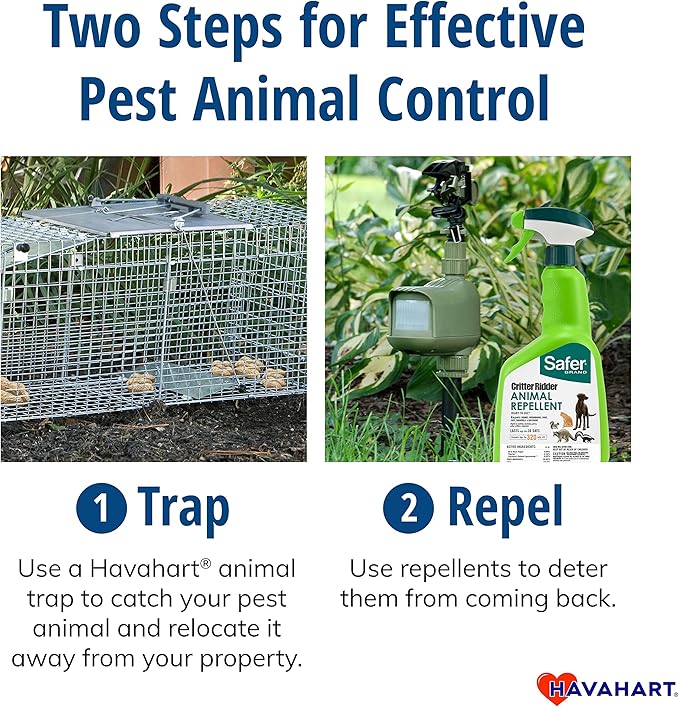 Havahart Easy-Set Catch and Release Small 1-Door Humane Live Animal Trap for Squirrels, Rabbits, Skunks, and Other Small Animals - 1083