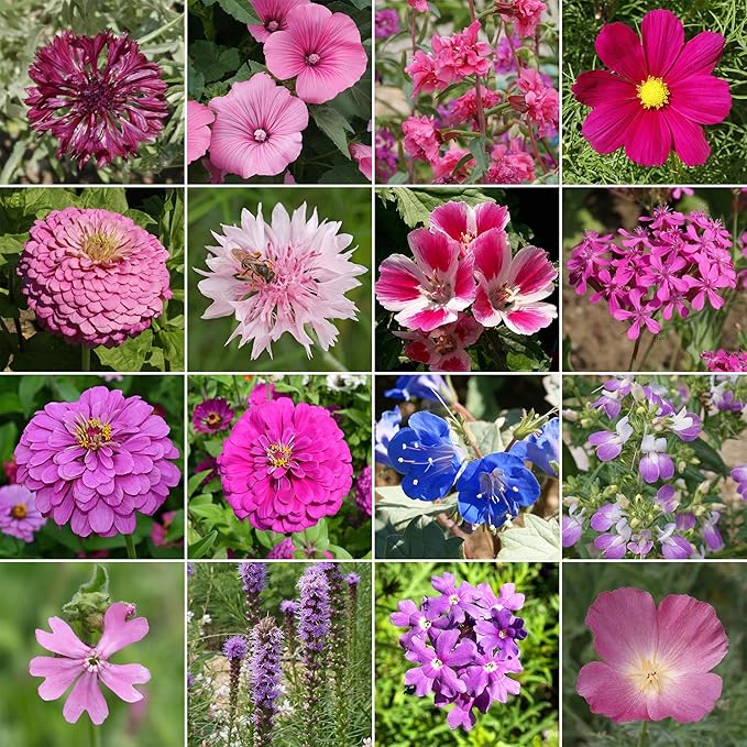 Ferry-Morse Flower Seeds - Pink and Purple Mix, Non-GMO, Cut Flower, Coreopsis, Coneflower - 1 lb