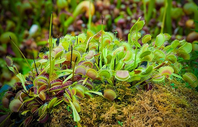Non-Toxic Live Venus Fly Trap, Pet Safe Plant for Cats & Dogs, Dionaea Muscipula, Carnivorous Plants for Terrariums, Real Houseplants, Fun for Kids, 3 in. Pot