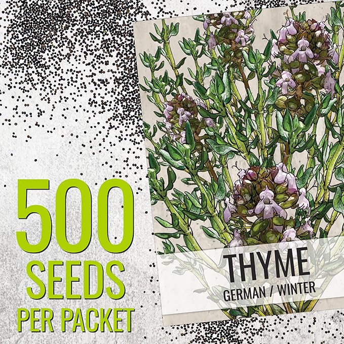 Seed Needs Sweet Marjoram & Thyme Seeds for Planting Fresh Kitchen Herbs - Non-GMO Heirloom & Untreated Perennial Herb Seed to Plant a Culinary Garden Indoors or Outdoors (2 Pack Duo)