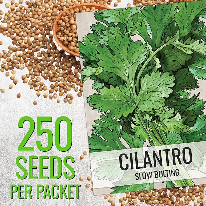 Seed Needs Cilantro & Dill Seeds for Planting Fresh Kitchen Herbs - Non-GMO Heirloom & Untreated Perennial Herb Seed to Plant a Culinary Garden Indoors or Outdoors (2 Pack Duo)