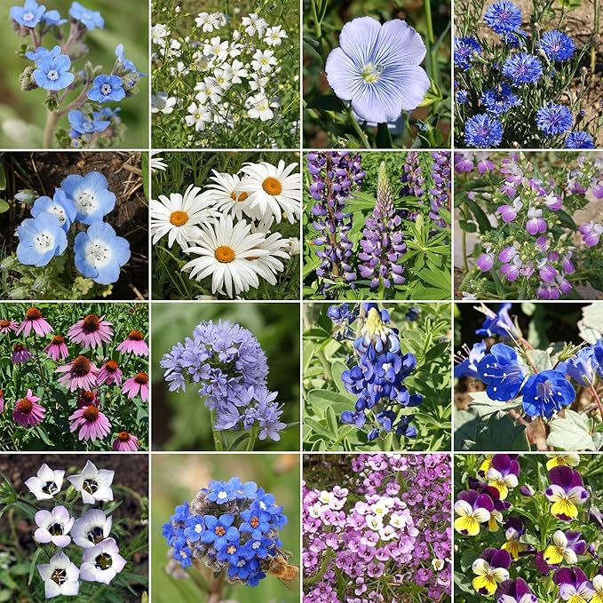 Ferry-Morse Wildflower Seeds - Cool Colors Mix, Non-GMO, Wild Flowers - 1 lb - Other